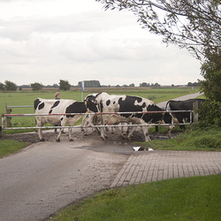 Boornzwaag [NL,FR,DFSM]