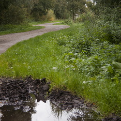 Boornzwaag [NL,FR,DFSM]